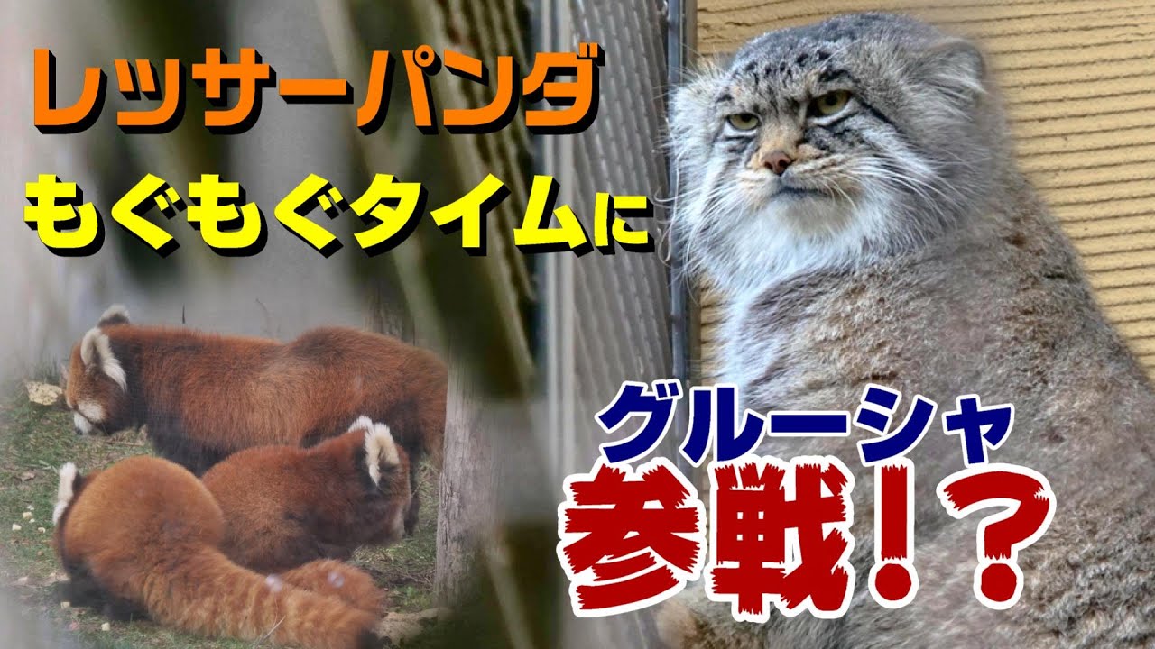 レッサーパンダもぐもぐタイムにグルーシャ参戦！？manul wants a snack.