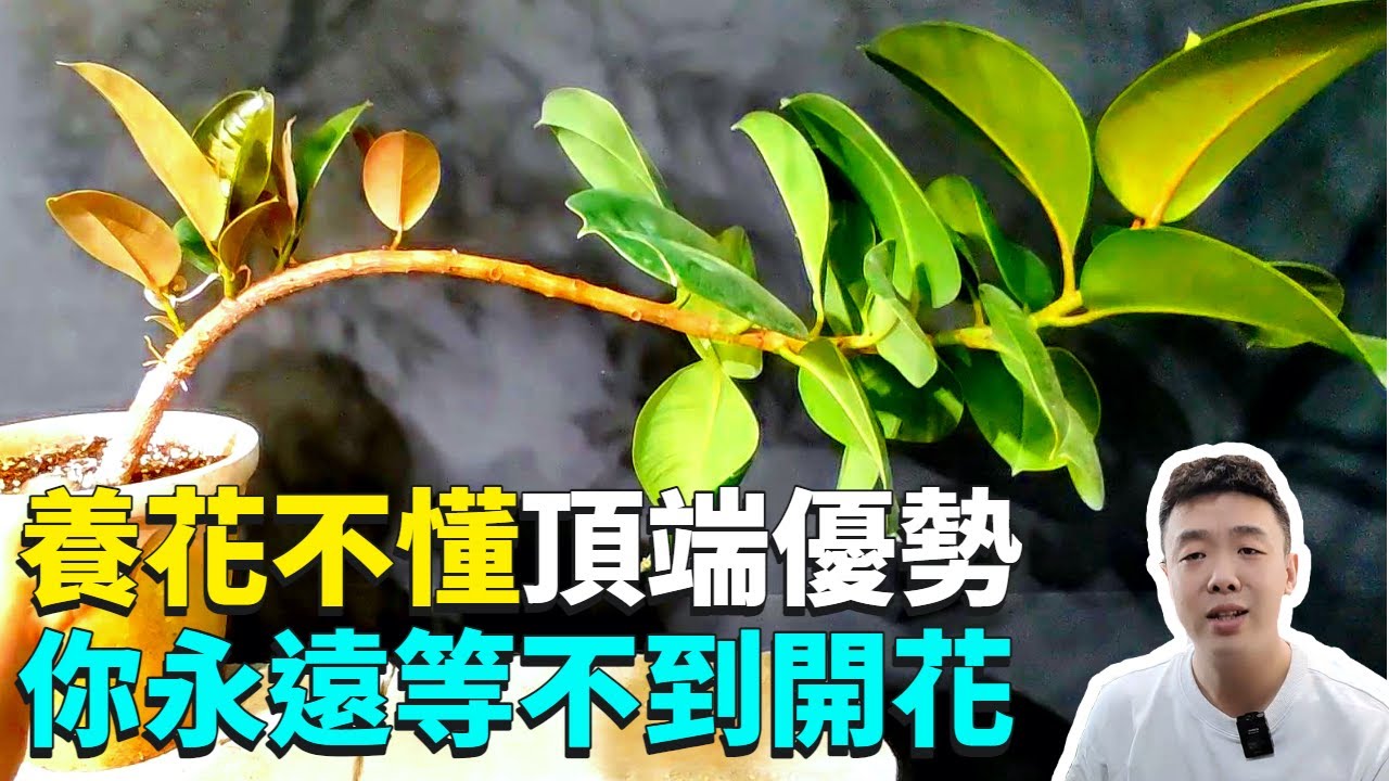 養花不懂摘心，砍頭，頂端優勢，你永遠等不到開花！教你如何判斷植物的頂端優勢|禪藝綠植工作室