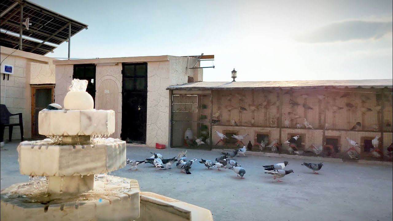 زيارة المعلم ابو امير 60 طير حمام شغل حماة و 23 زاجل وصيد بندوق ابيض 