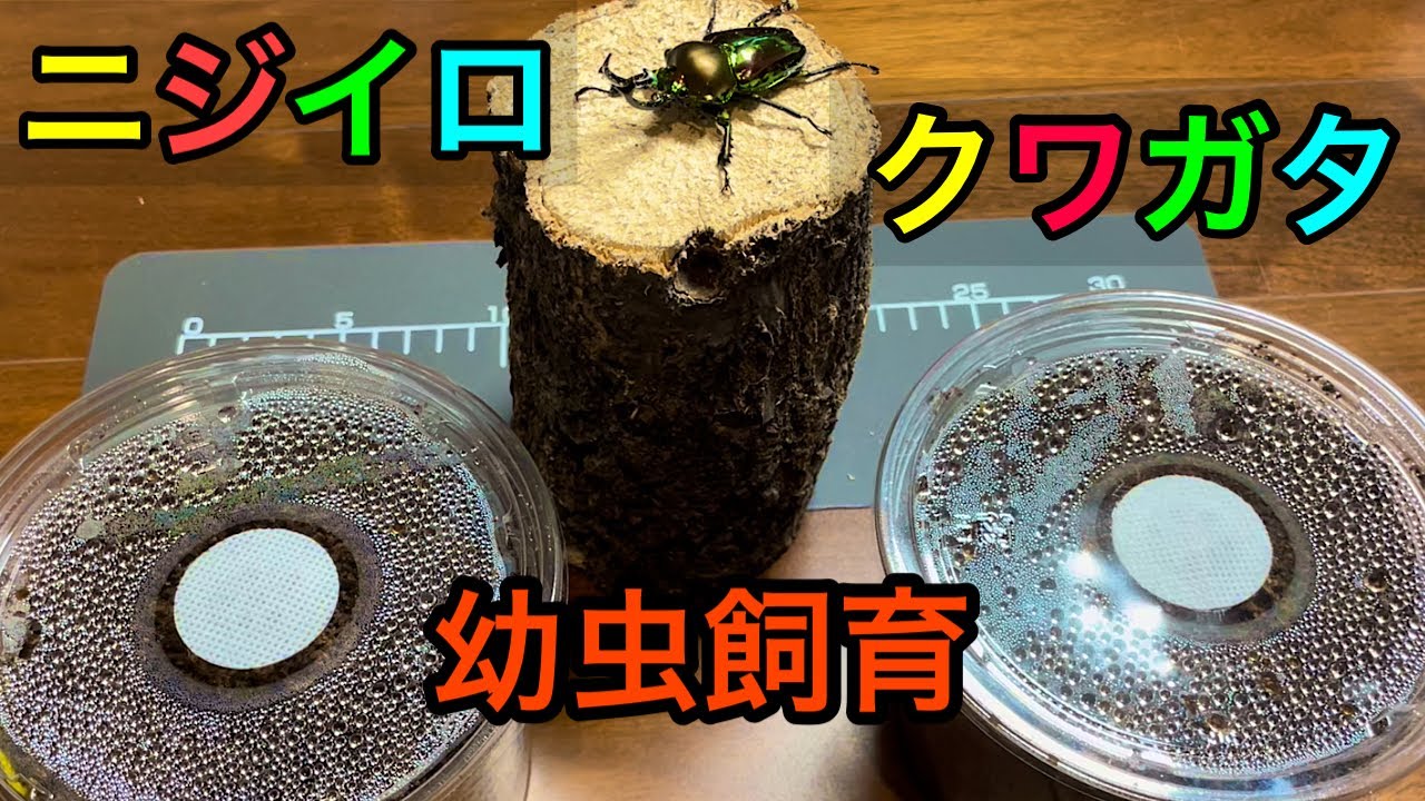 ニジイロクワガタ幼虫飼育(発酵マット)