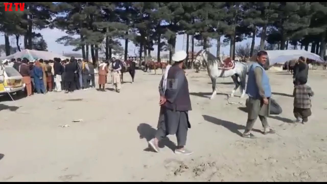 Kabul Biggest Market | Kabul Horse Mandi | Horse Market | Biggest Horse Market in the World | T Z TV