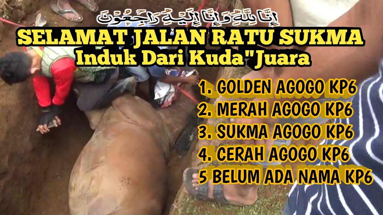 Selamat Jalan RATU SUKMA induk dari kuda