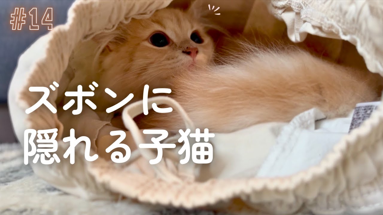 なぜそこに…？ズボンや箱に潜り込む子猫が可愛すぎた【生後6ヶ月子猫成長記録】♯１４