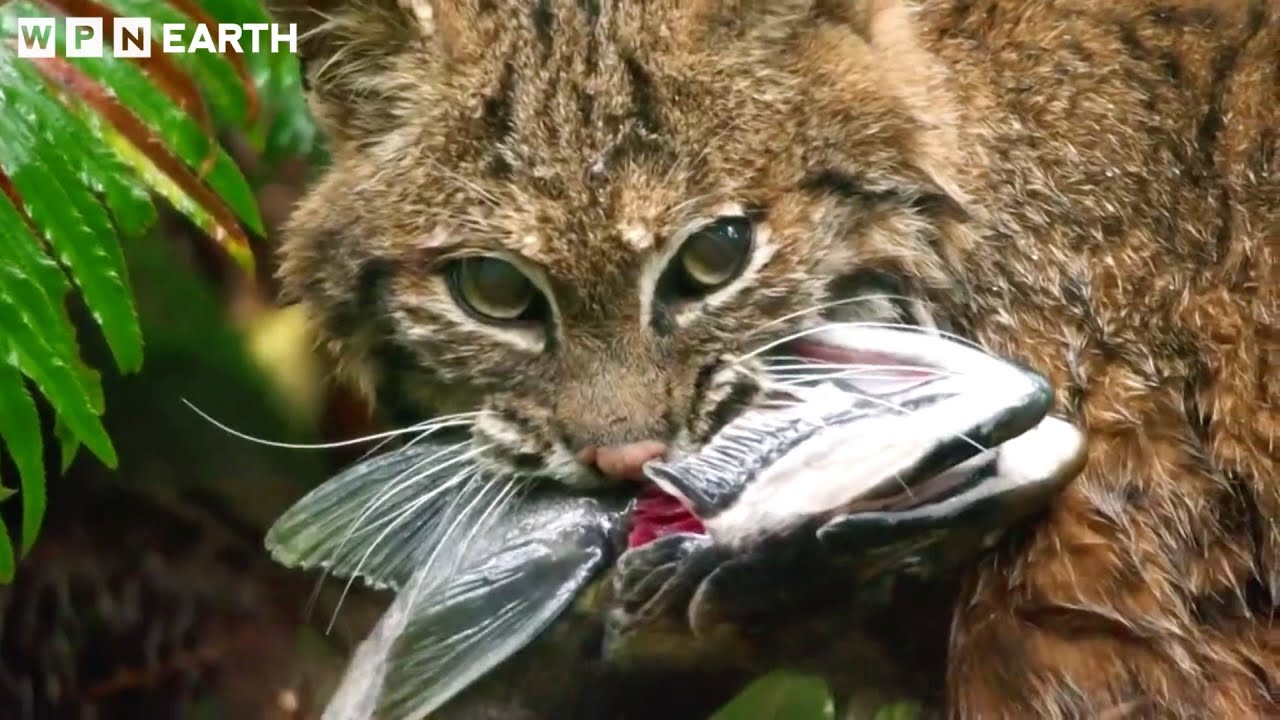 Bobcat Hunting for Survival | Winter in the Wild | WPN Earth