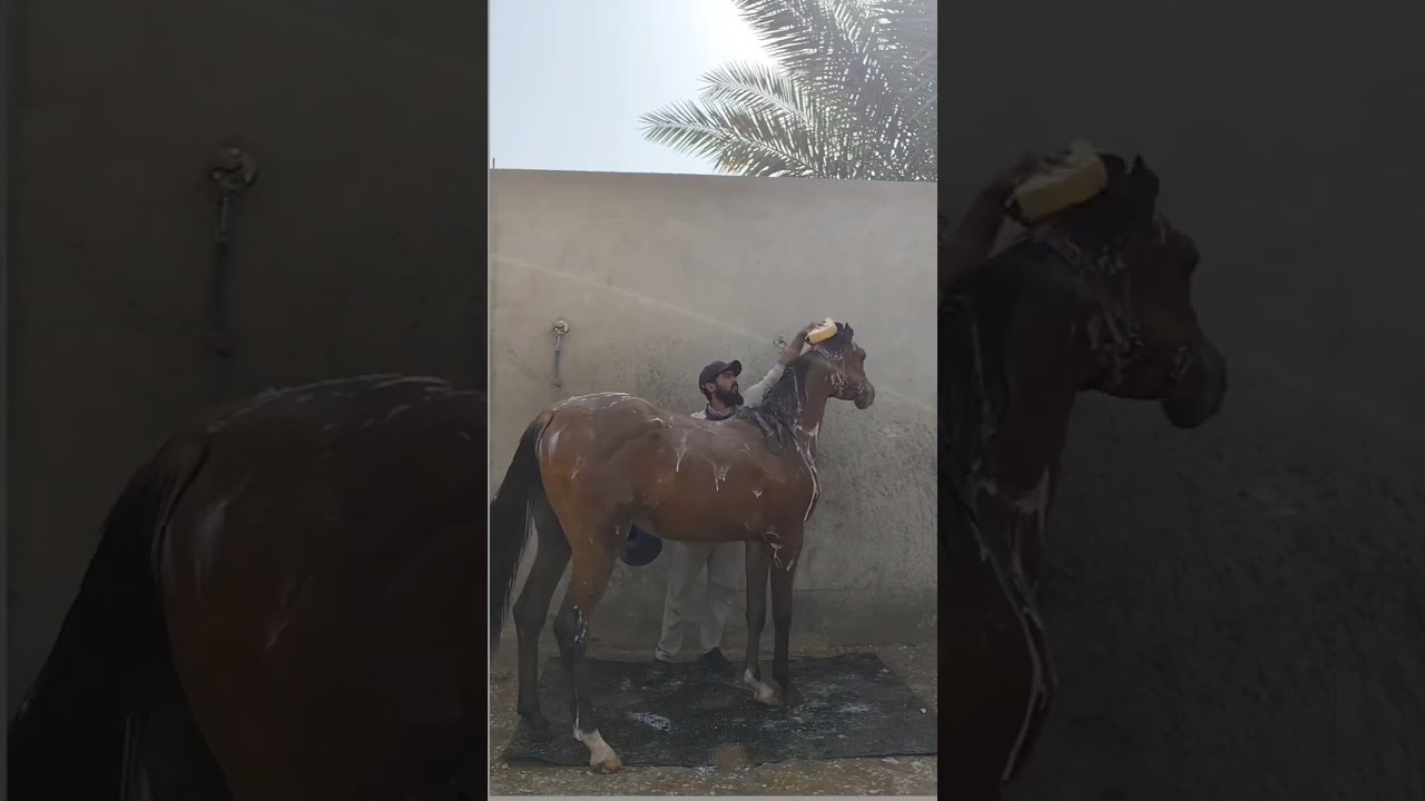 घोड़े को नहलाने का तरीक़ा Gode ko kaise nahlae #viral#horse#saudiaarbia#vlog#india#simanchal