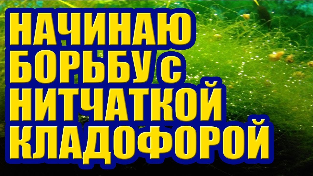 Начинаю Борьбу с Нитчаткой Кладофорой. Как избавиться от Водорослей в Аквариуме