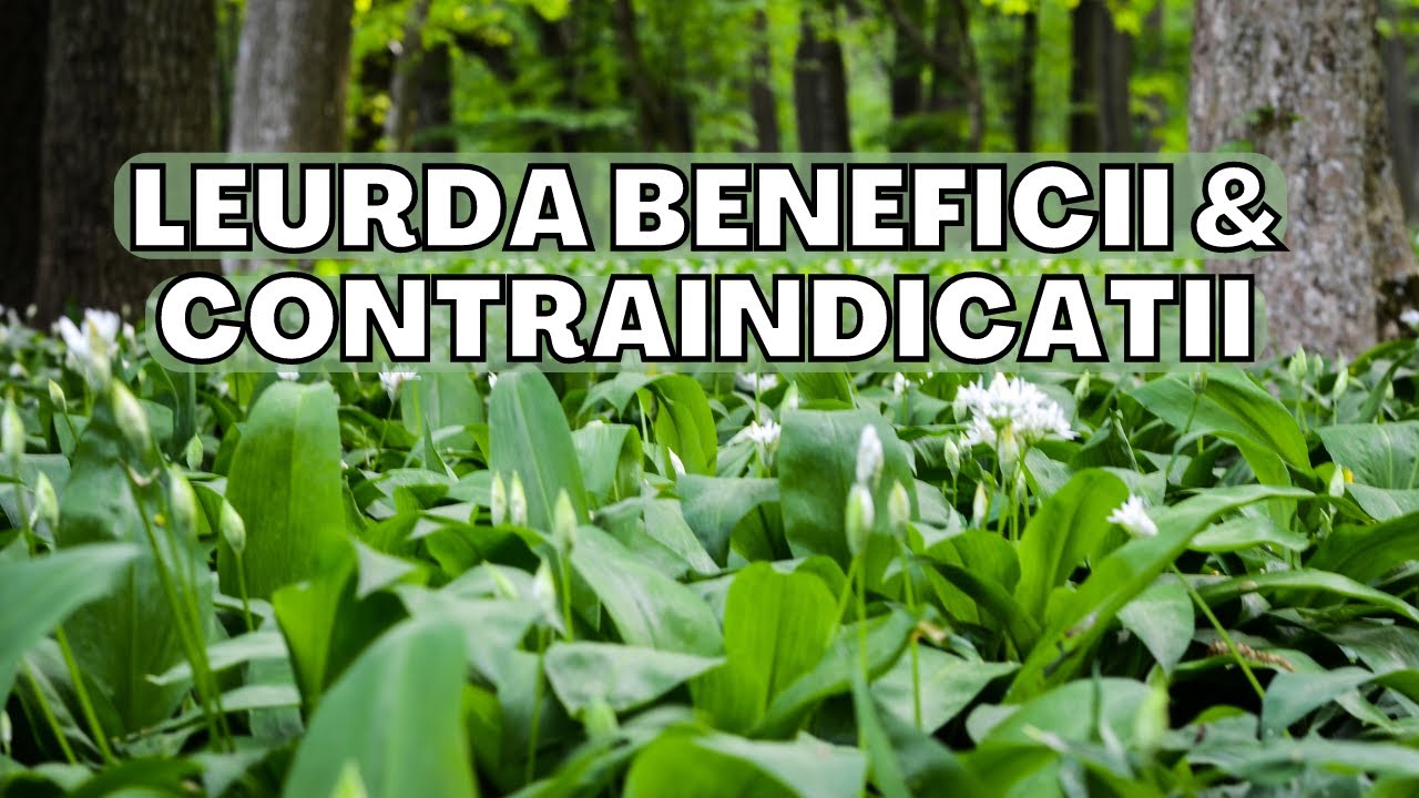 LEURDA BENEFICII SI CONTRAINDICATII