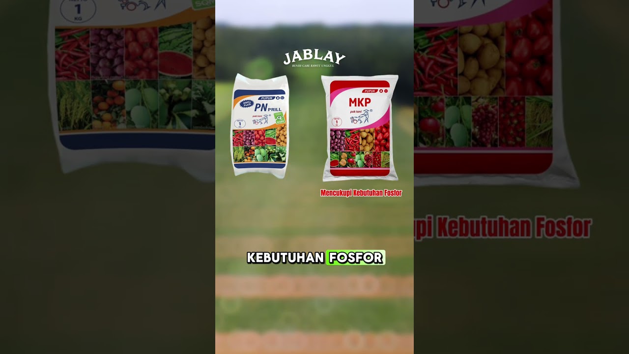Bedanya KNO3 Putih dan MKP Ini Jawabannya!