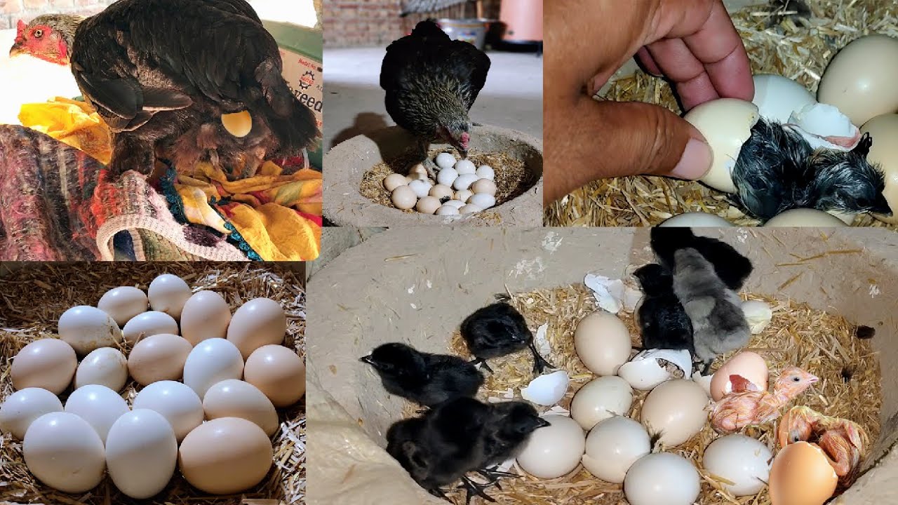 Hen hatching eggs || hen harvesting eggs to chicks || seven chicks hatched