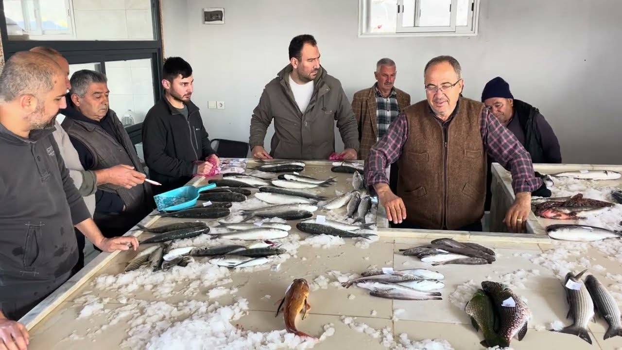 Gümüldür Mezatımızda da Balık Çeşidi Boldu 17.02.2024 #balık #mezat #balıkmezatı