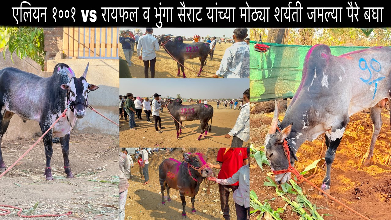 एलियन १००१ vs रायफल व भुंगा सैराट यांच्या मोठ्या शर्यती जमल्या पैरे बघा