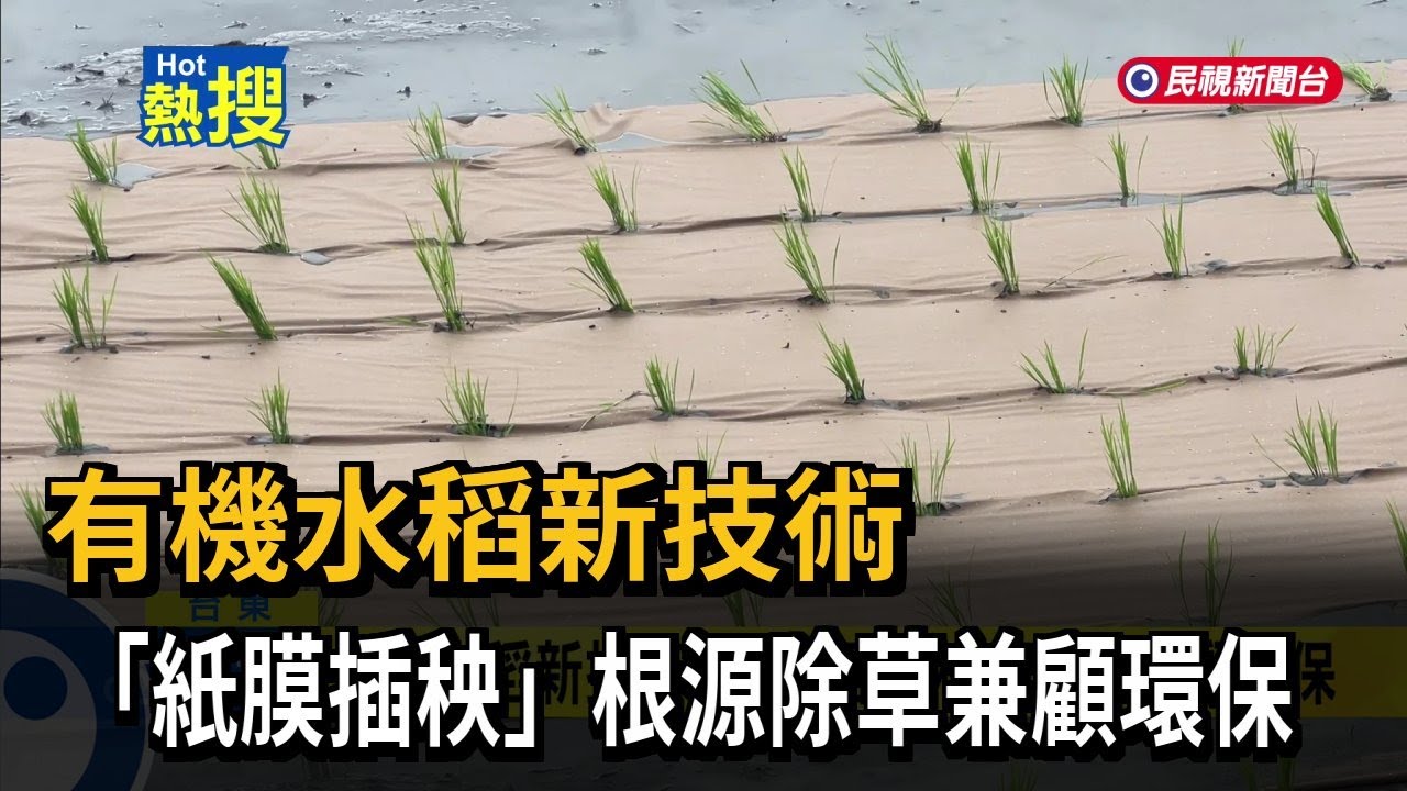 有機水稻新技術 「紙膜插秧」根源除草兼顧環保－民視新聞