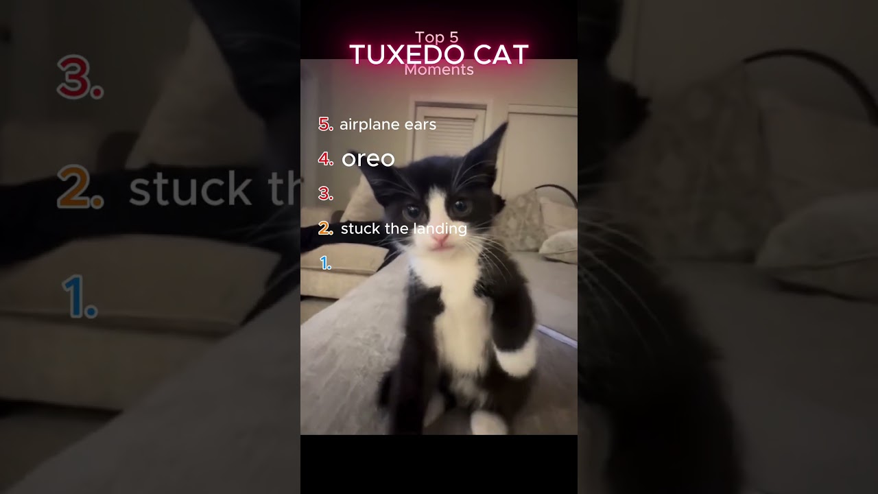 Cute silly Tuxedo Cats! Share with someone who wants one!