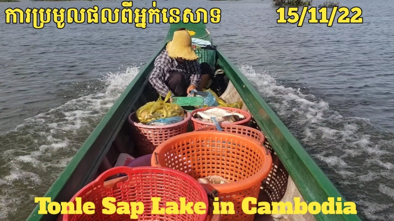 Natural fish - Harvest from fishermen for today | Freshwater Fish Market KH [Ep.2] 15/11/22