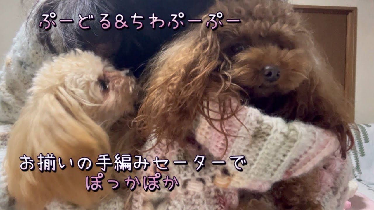 お揃いのセーター編んでみたら可愛すぎた#かぎ針編み #編み物#手編み #kawaii #多頭飼い 