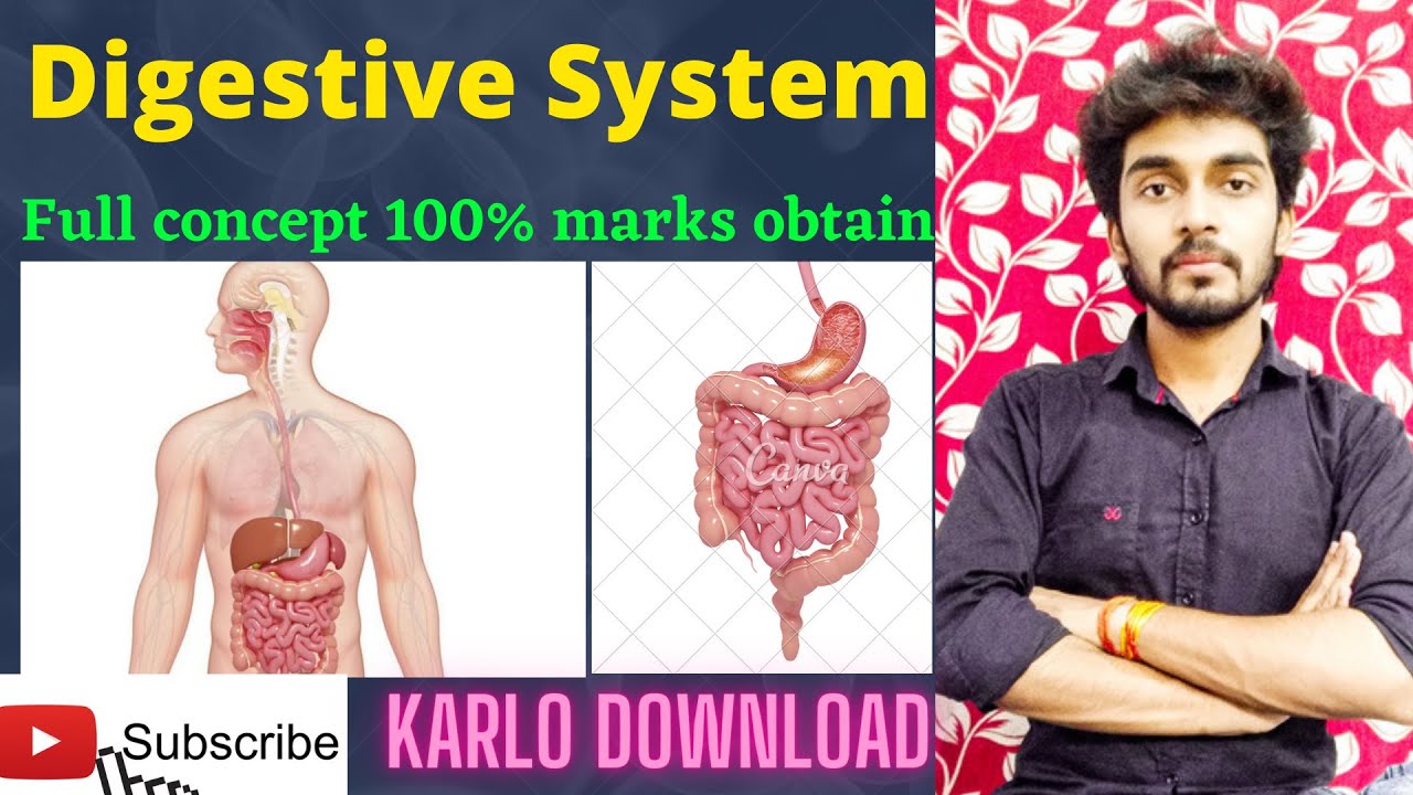Digestive system|The structure & function of the digestive system| |Full concept| 