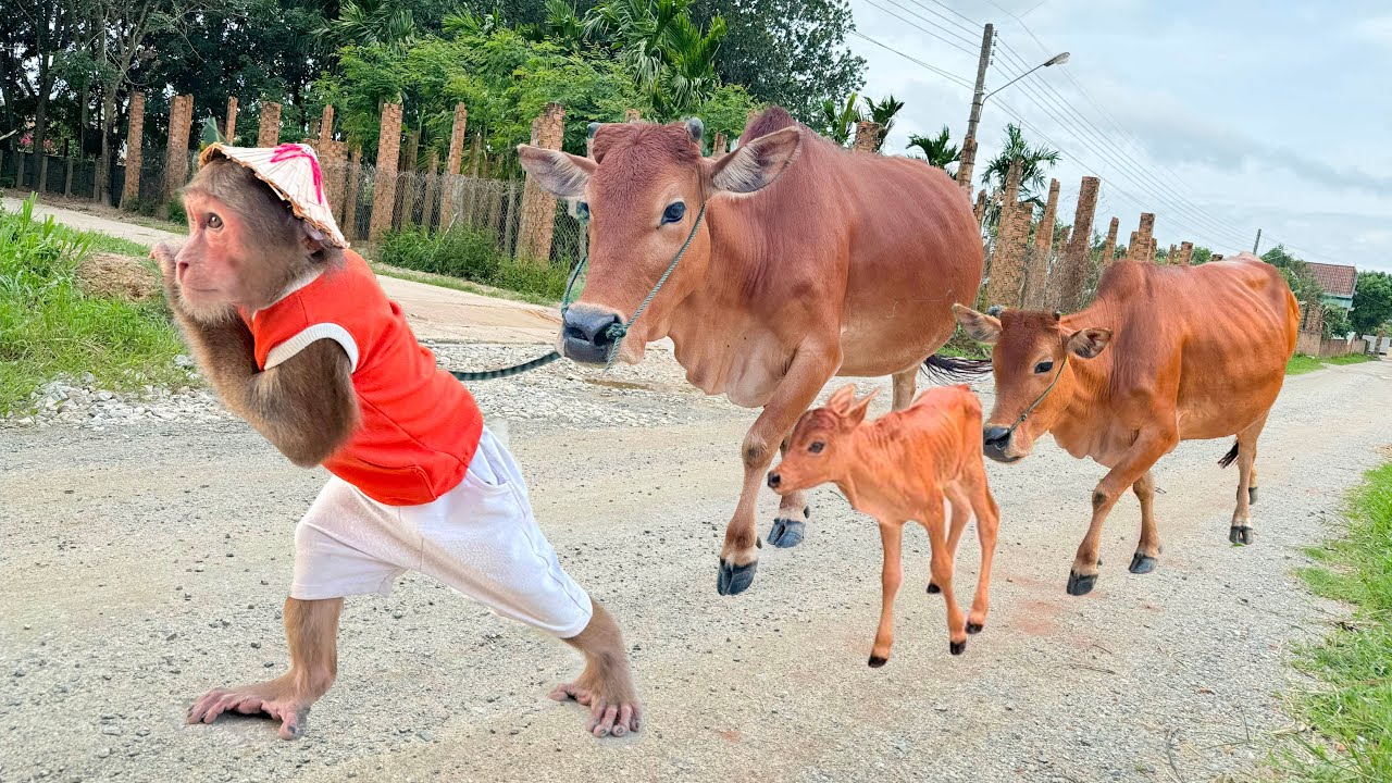 Best Moments Cutis & Cow! Full video compilation