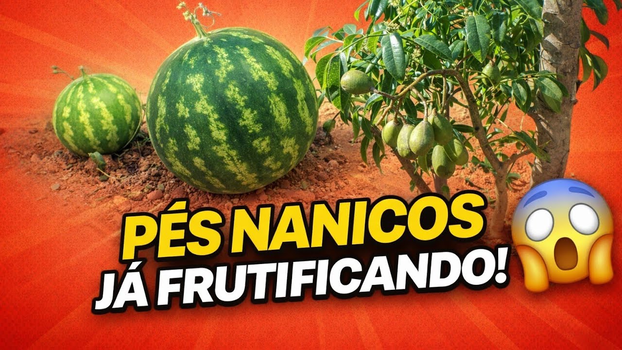 Conheça o Mini pé de CAJARANA já produzindo 