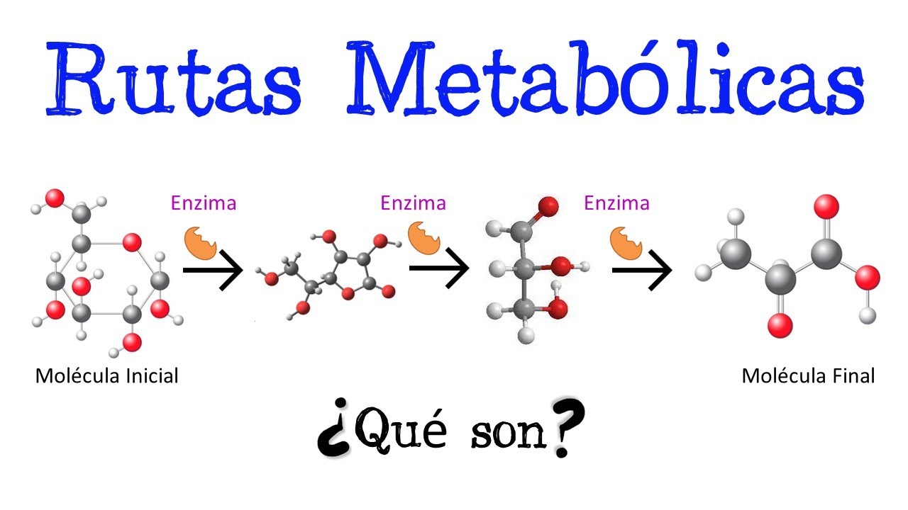 🍔 &iquest;Qu&eacute; son las Rutas Metab&oacute;licas? 🍕 [F&aacute;cil y R&aacute;pido] | BIOLOG&Iacute;A | QU&Iacute;MICA |