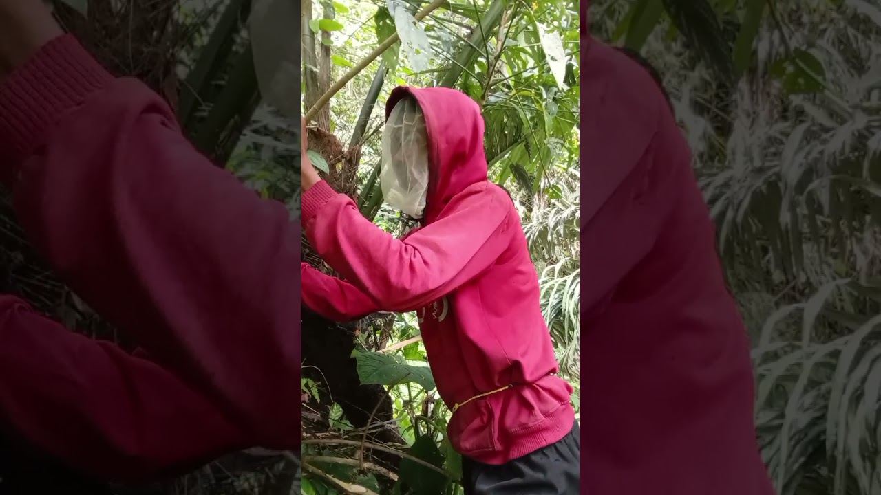 Pemburu panen lebah madu hutan#viralvidio 