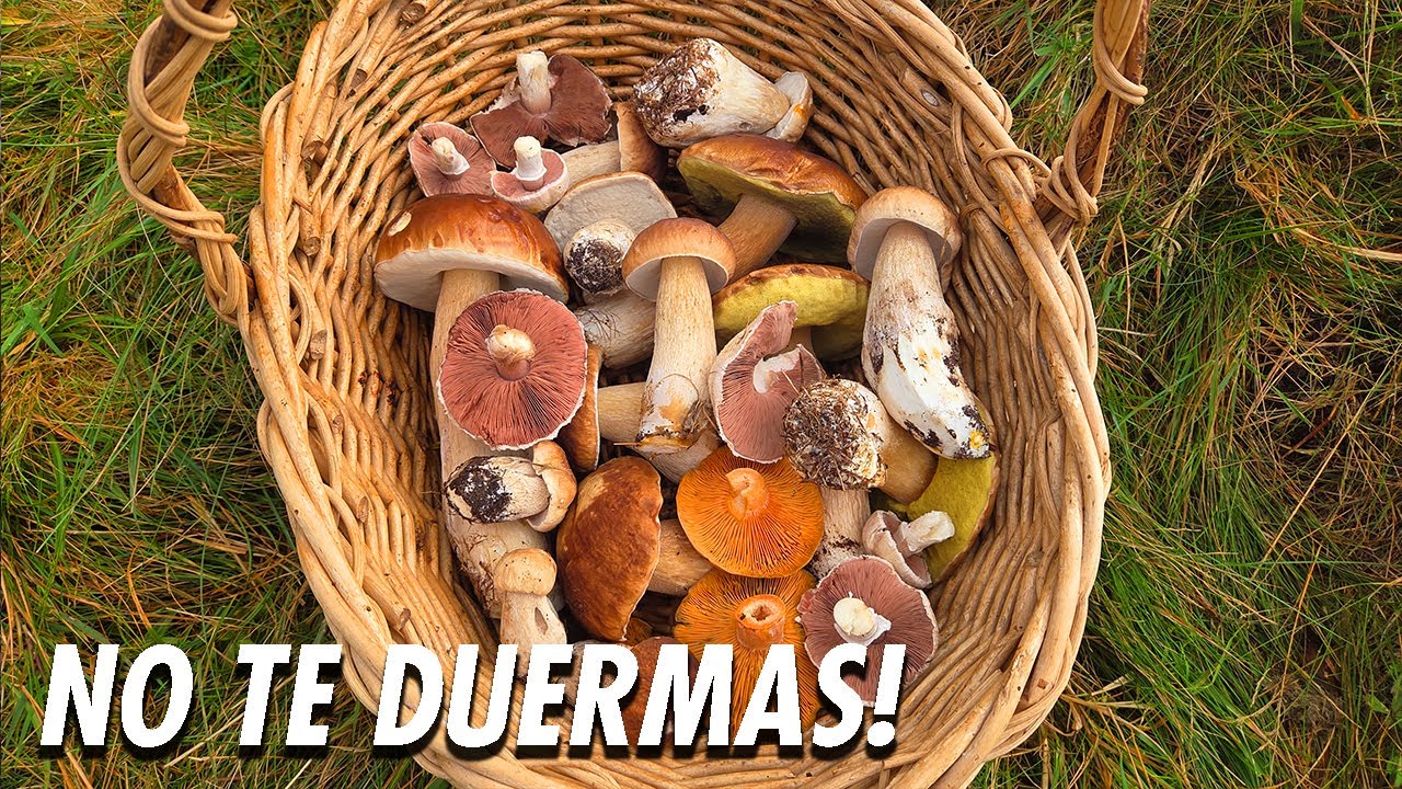 🍄 SEGUIMIENTO de la ECLOSIÓN de BOLETUS EDULIS y NÍSCALOS...