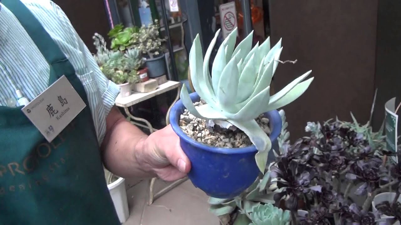 多肉植物の夏場の管理方法