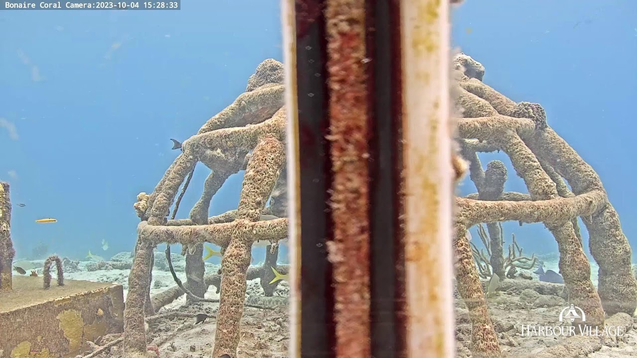 Harbour Village Bonaire Coral Reef