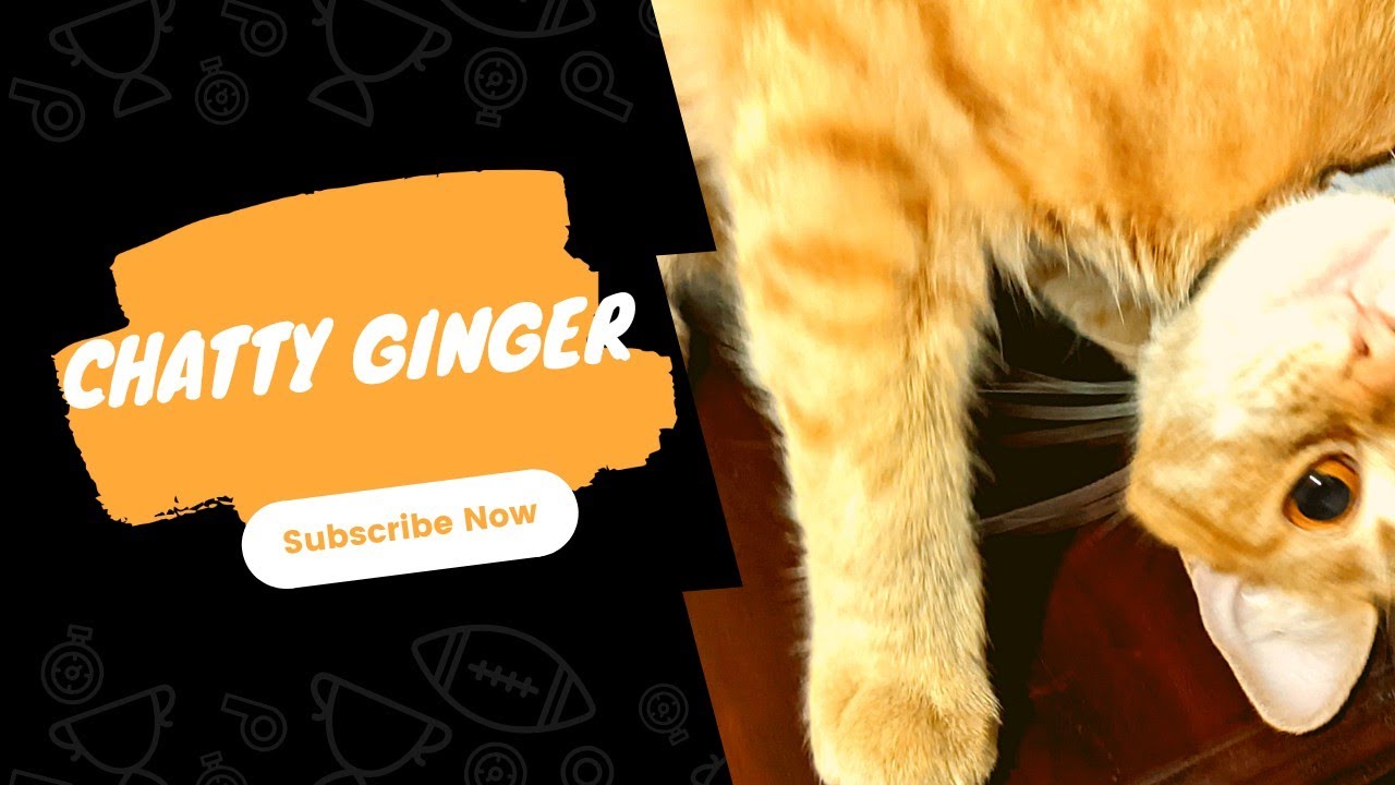 chatty ginger kitty | cat video | ginger cat video