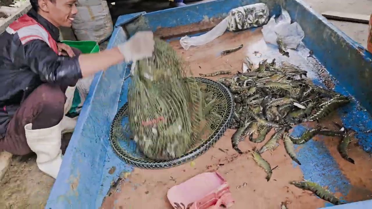 panen udang windu ukuran jumbo