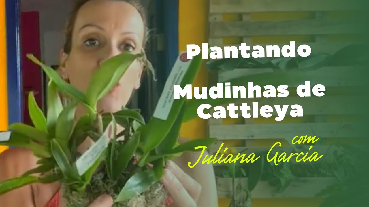 Como plantar Orquídeas: mudinhas de Cattleya