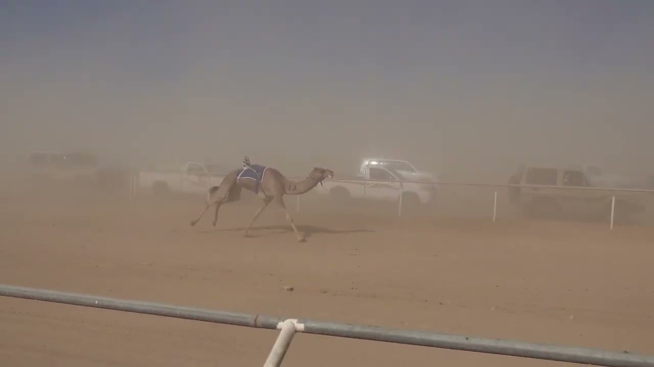 *السباق الاول سباق الميادين*الشوط الرئيسي حيل 6كم(بيان)عبدالرحمن عيد العطوي