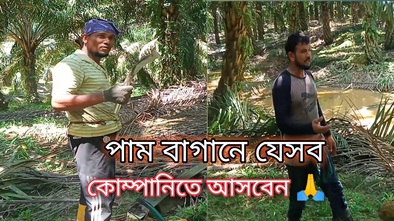 পাম বাগানে যেসব কোম্পানিতে আসবেন! New video Malaysia best company/Plantation Company Malaysia
