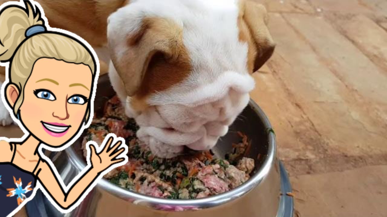 English Bulldog Puppy Early Morning Routine | English Bulldog Puppy Care