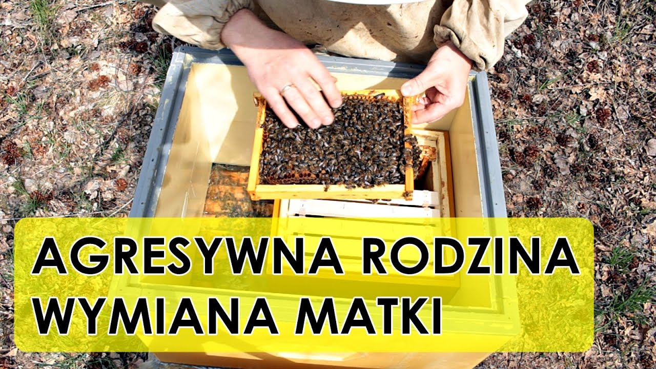 #61 Agresywna rodzina pszczela, wymiana matki, cz.1