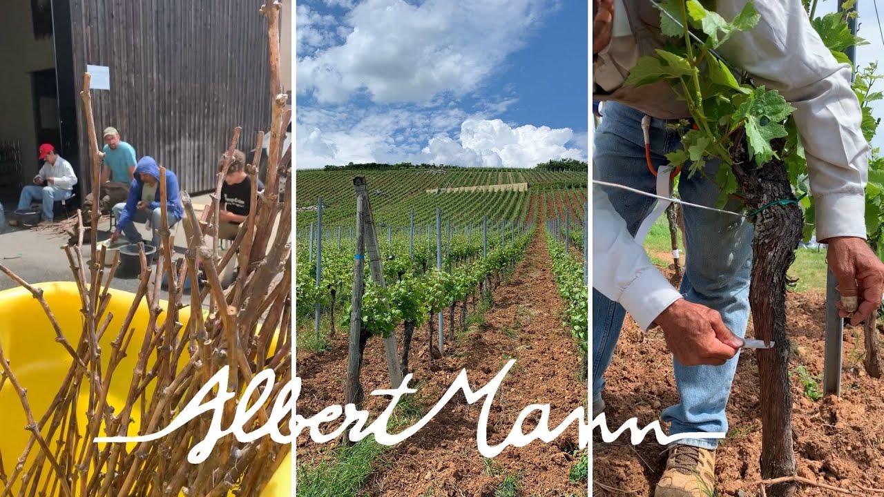 Surgreffage de Pinot Noir en Alsace