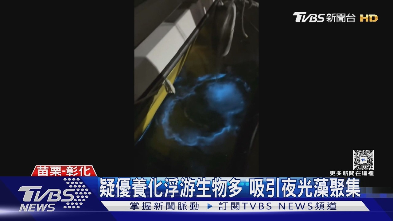 「追淚人」夜間出動 苗栗.彰化發現藍眼淚｜TVBS新聞 @TVBSNEWS01