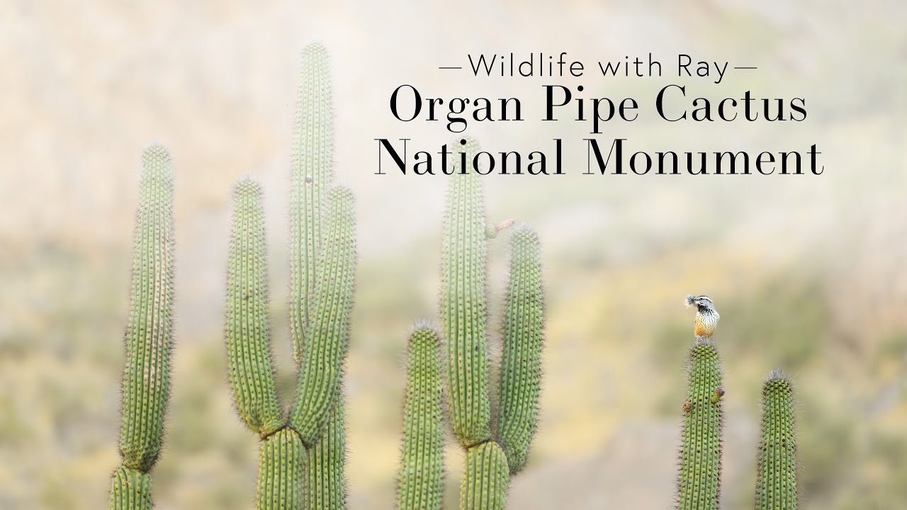 Wildlife with Ray -  Organ Pipe Cactus National Monument