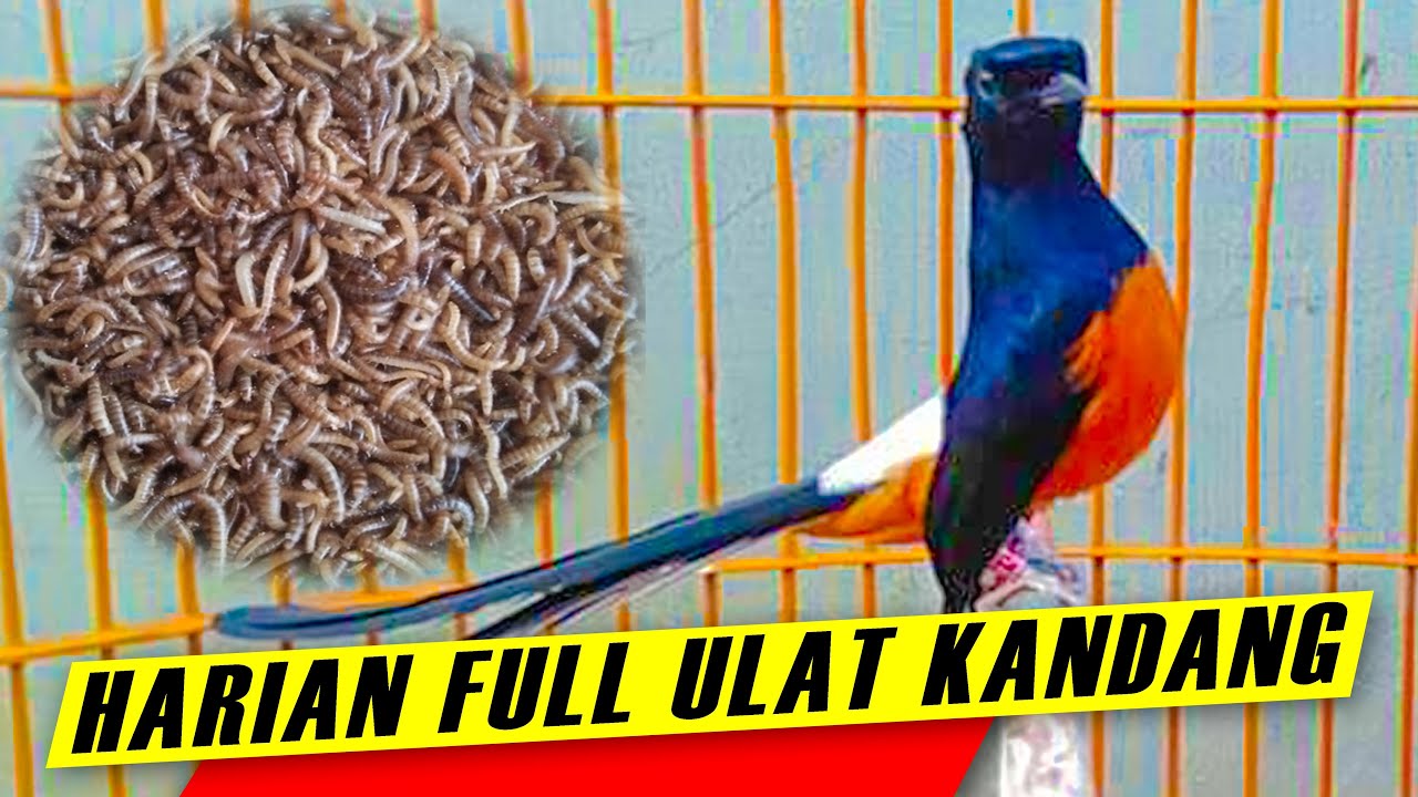 LOSS GA REWEL‼️harian Full Ulat Kandang