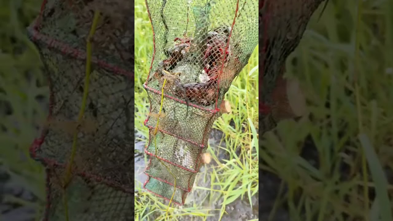 今天收获十几斤黄鳝，小龙虾也有十几二十斤，拿到街上去卖，问的人很多，根本没人消费。还是丢给贩子吧！原来这些东西大众是消费不起的。问题这玩意真的很好吃。行吧！还是用饵料自己抓！实现黄鳝自由，又是一天，