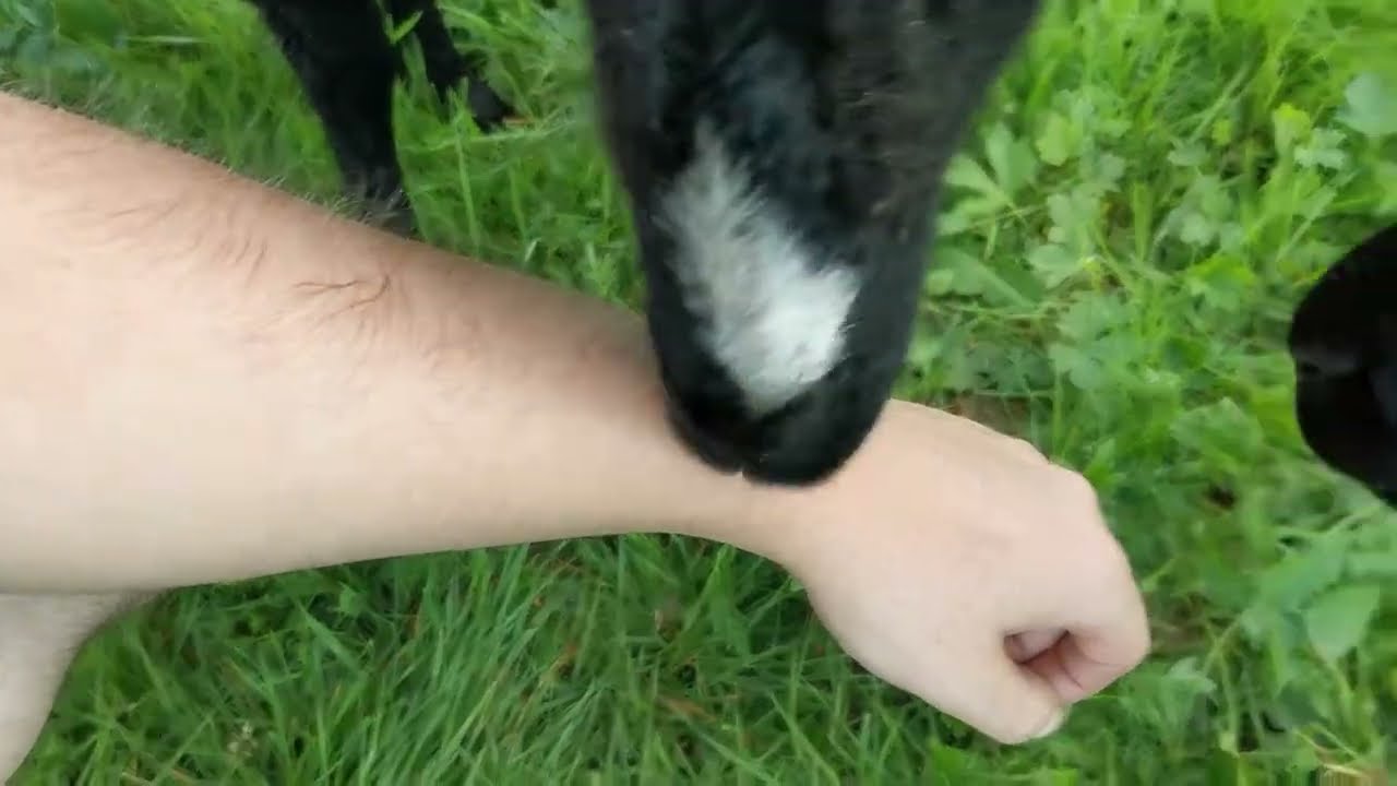 Sheep licking sweaty arm