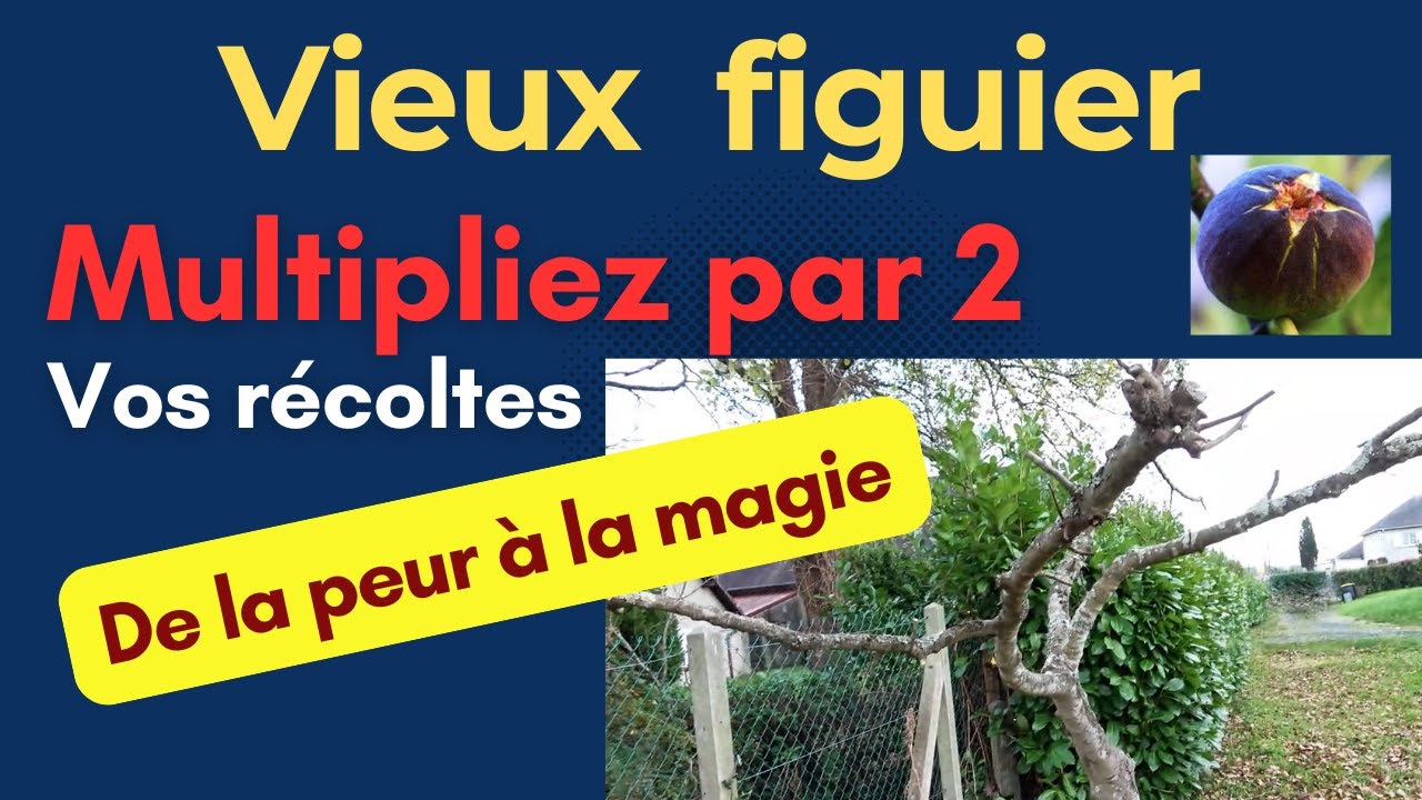 Figuier : Comment réussir la taille magique de vos vieux figuiers, doublez la récolte et la qualité