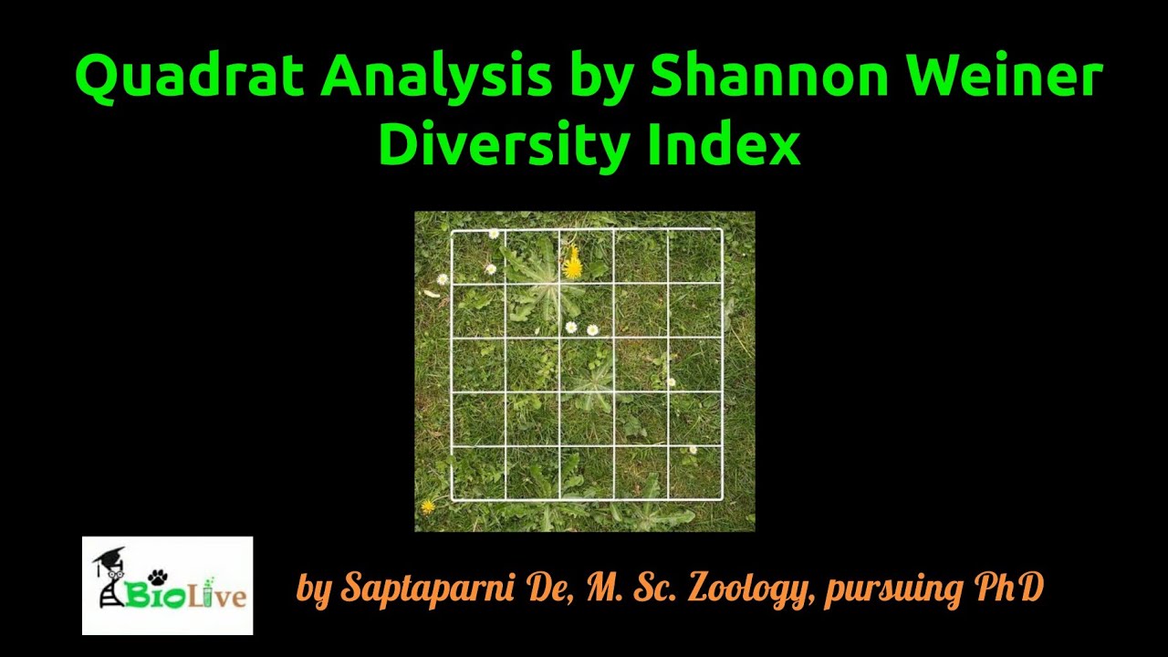 Quadrat Analysis by Shannon Weiner Diversity Index