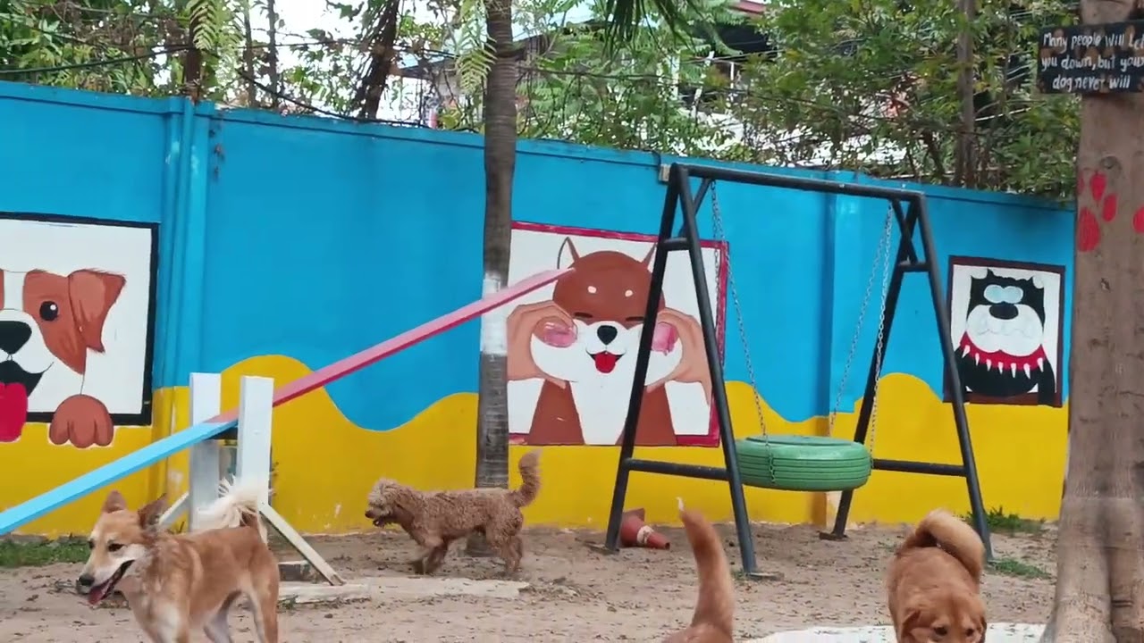 #pets #cuteanimal 