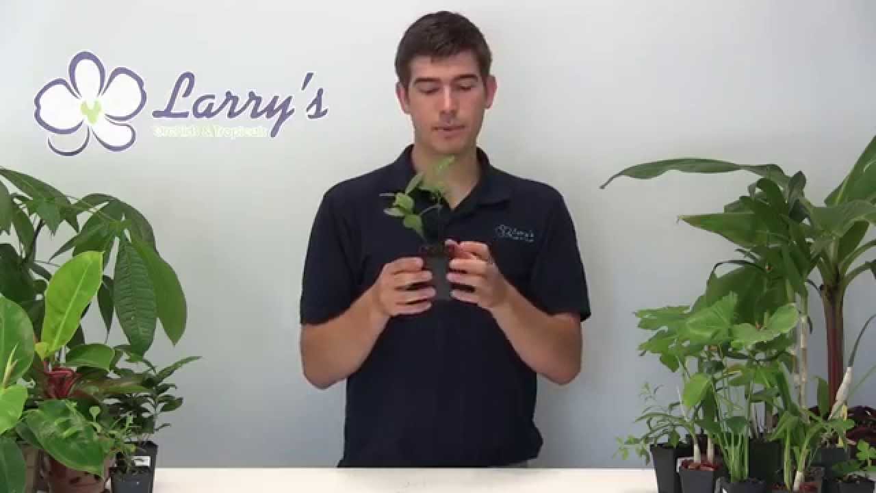 Выращивайте собственный черный, зеленый и улунский чай у себя дома!