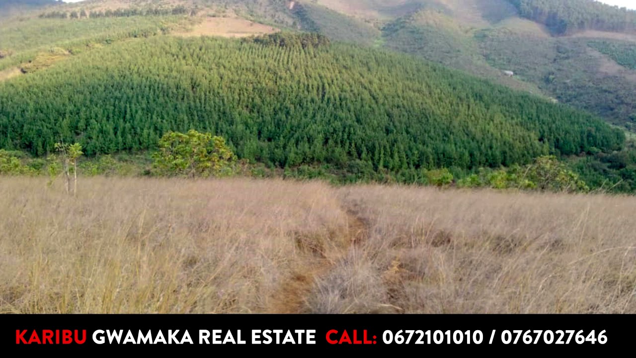 HEKA ZA MITI MBAO ZINAUZWA TSH. (25,000,000/= MIL KWA HEKA 1) ZIPO IRINGA WILAYA YA KILOLO