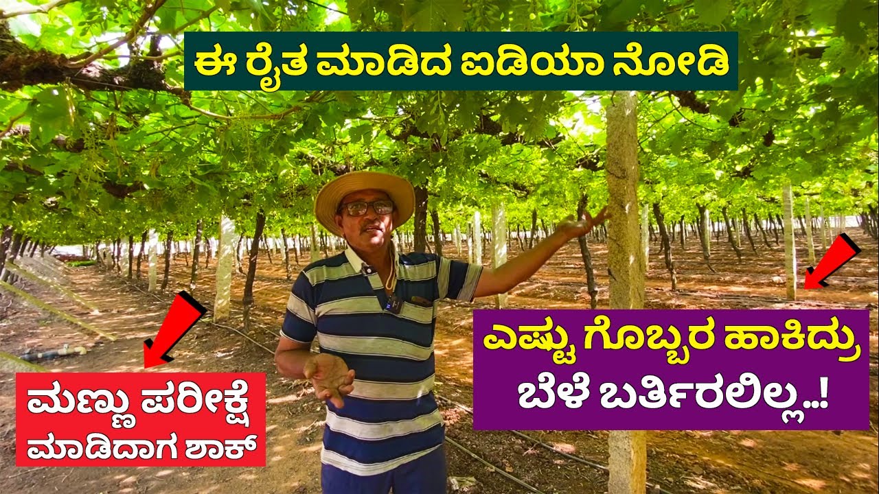 ಮಣ್ಣು ಪರೀಕ್ಷೆ ಮಾಡಿಸಿದ ಮೇಲೆ ಈ ರೈತ ಮಾಡಿದ ಐಡಿಯಾ ನೋಡಿ | Grape farming in Karnataka | farming in Kannada