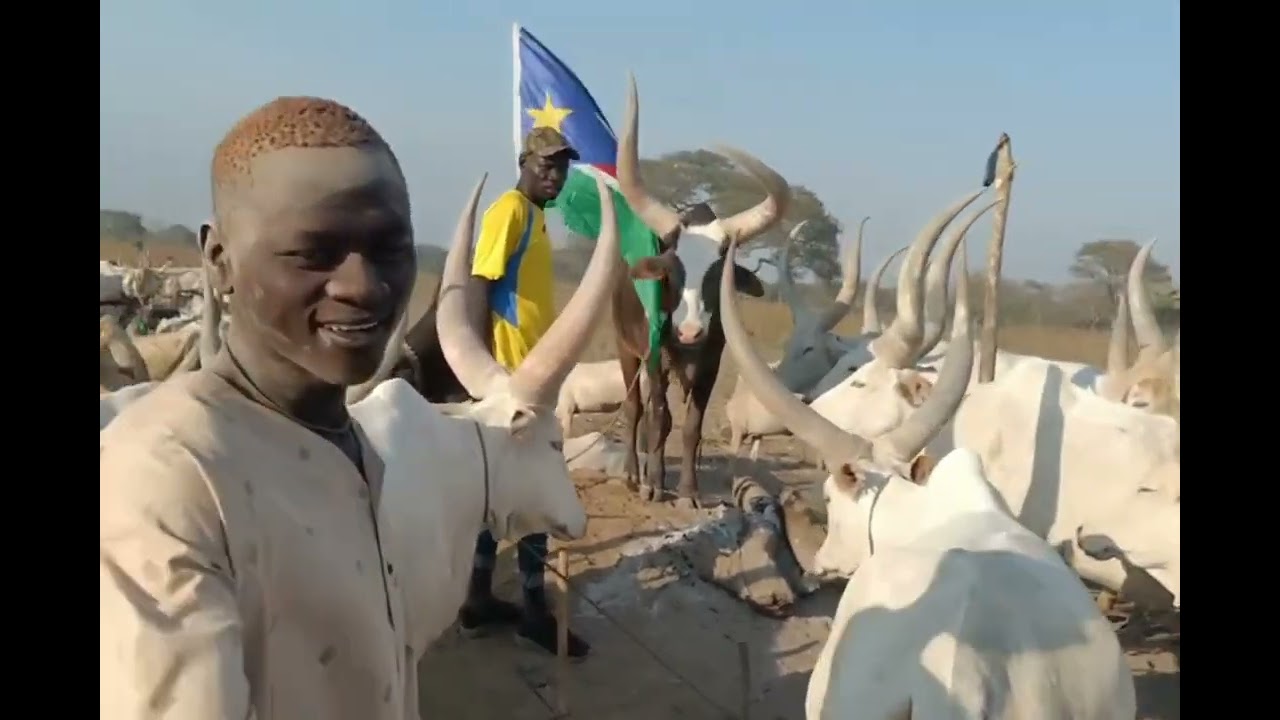 Makur Marial Makuac's herd of cattle @Muor-Ager