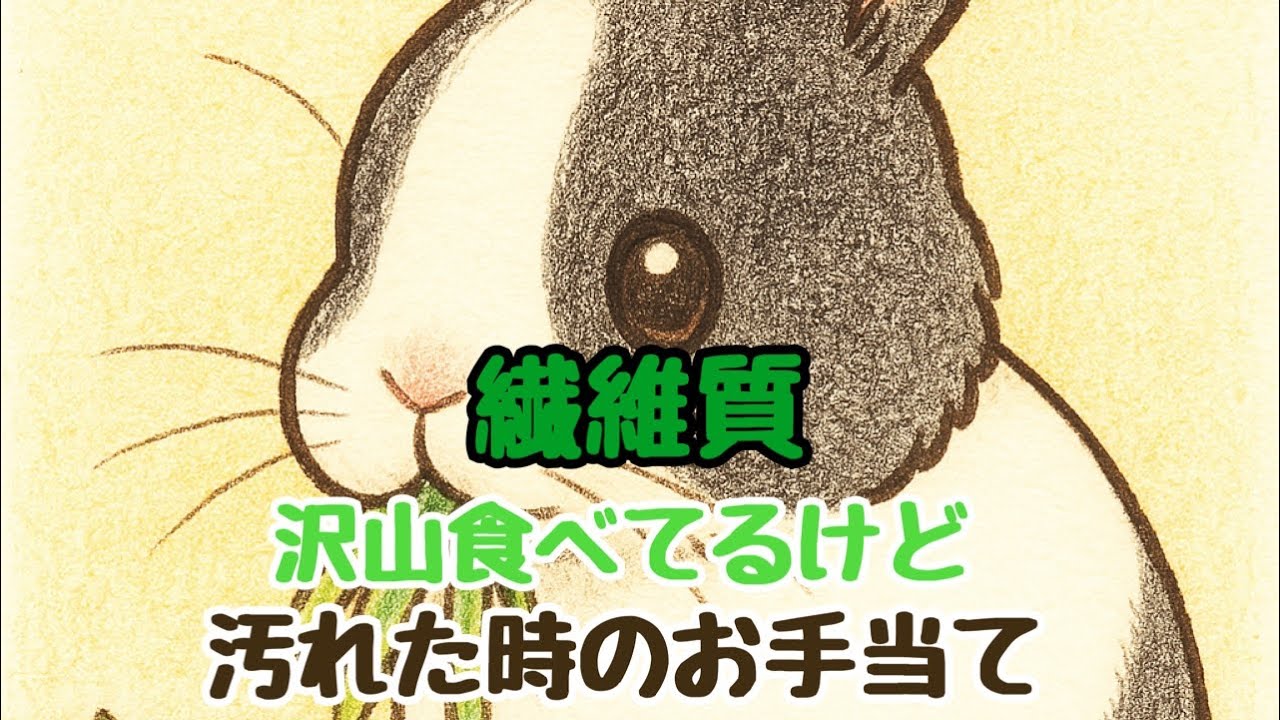 【閲覧注意】軟便が多いあんこのお腹をお見せします【老齢うさぎ】