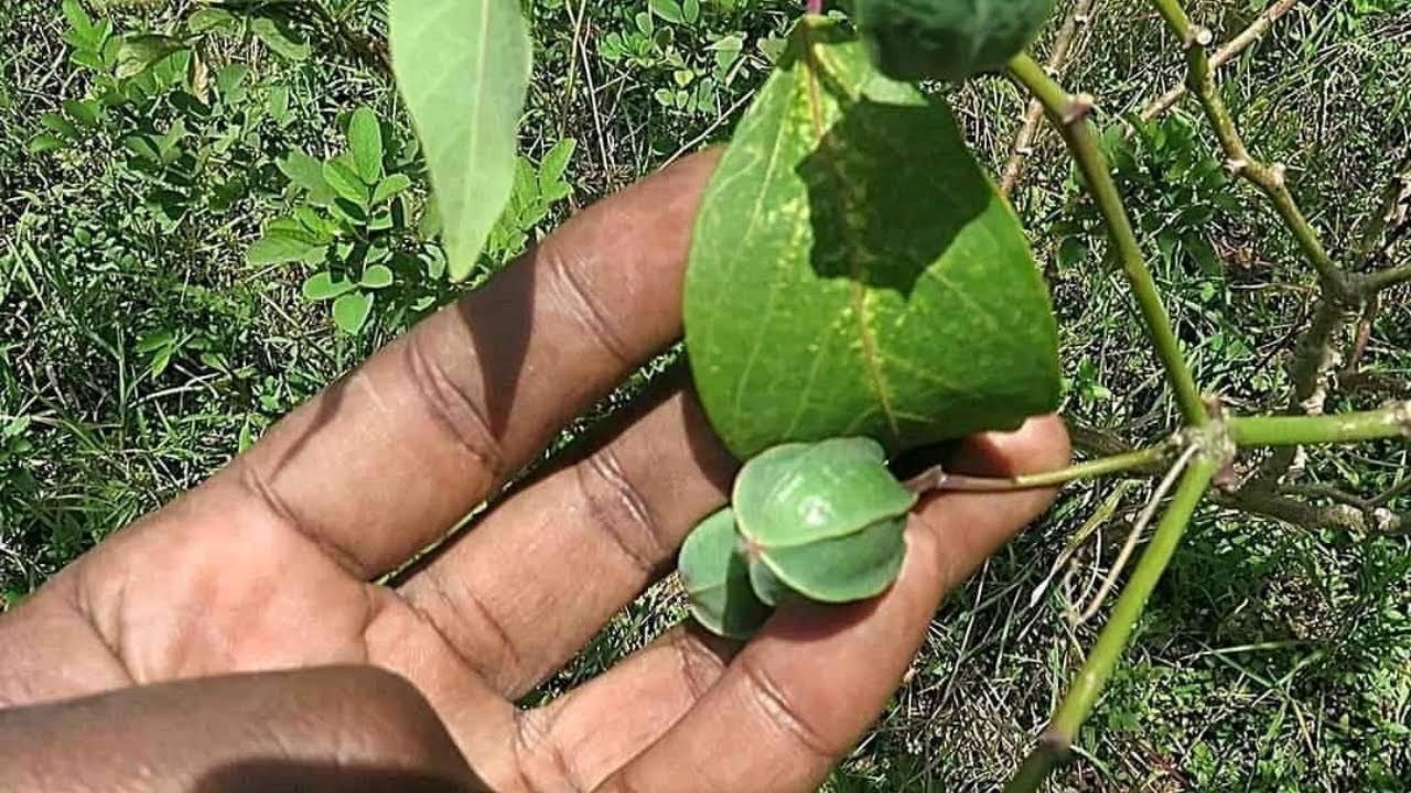 OMUKYALA OKUFUNA AMAZZI KOLA BWOTI OWOMERE OMUSAJJA BY KANSIIWA STORE