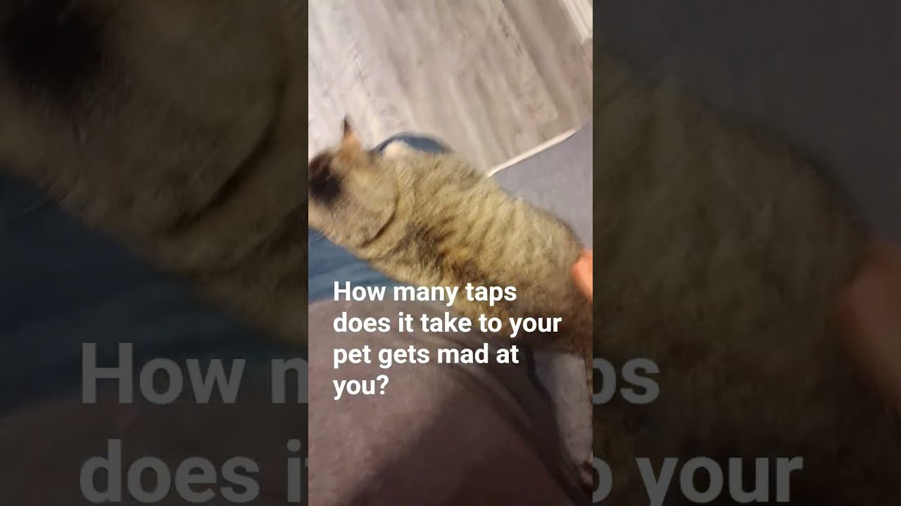 How many taps does it take till your pet gets mad at you? #⃣tssb #cat #ytshorts #youtubeshorts